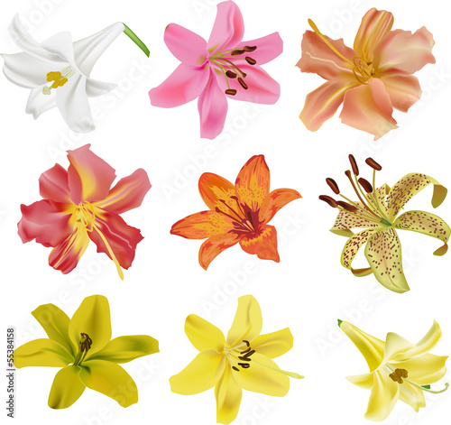 Fototapeta na wymiar nine isolated lily flowers collection
