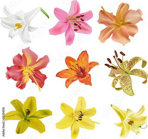 Fototapeta do kuchni nine isolated lily flowers collection