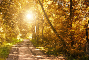 Canvas Print - autumn road