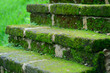 Moss on concrete stair in forest