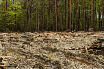 Deforestation and logging