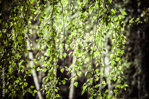 Naklejka na szybę Beautiful birch trees in a summer forest