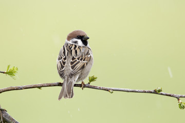 Sticker - Tree sparrow, Passer montanus