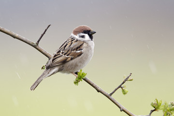 Wall Mural - Tree sparrow, Passer montanus