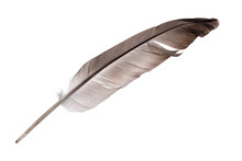 Single Dark Grey Feather Isolated On White