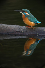 Wall Mural - kingfisher, alcedo atthis