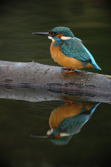 Wall Mural - kingfisher, alcedo atthis