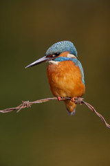 Wall Mural - kingfisher, alcedo atthis