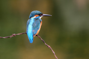 Wall Mural - kingfisher, alcedo atthis