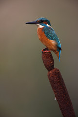 Wall Mural - kingfisher, alcedo atthis