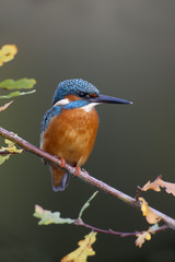 Wall Mural - kingfisher, alcedo atthis