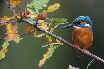 Wall Mural - Kingfisher, Alcedo atthis