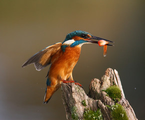 Wall Mural - kingfisher, alcedo atthis