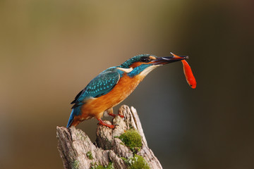 Wall Mural - kingfisher, alcedo atthis