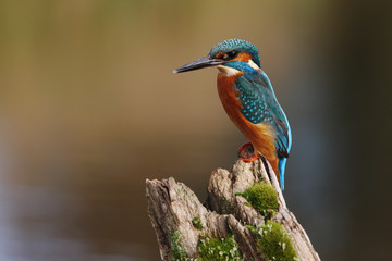 Wall Mural - kingfisher, alcedo atthis