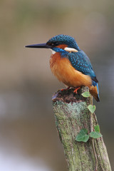 Wall Mural - kingfisher, alcedo atthis