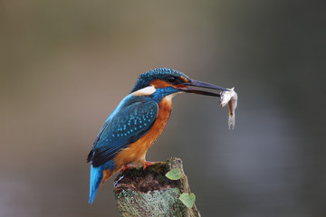 Wall Mural - kingfisher, alcedo atthis