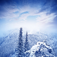 Wall Mural - winter landscape