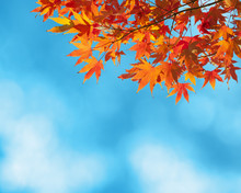 Colorful Autumn Leaves Against Blue Sky