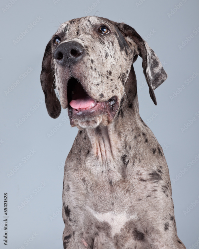 Puppy great dane dog grey with black spots isolated against grey - obrazy, fototapety, plakaty 