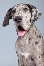 Puppy Great Dane Dog Grey With Black Spots Isolated Against Grey
