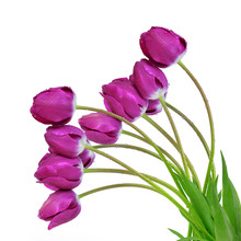 Dewy Purple Tulips Isolated On White Background