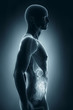© CLIPAREA.com - Male digestive system anatomy lateral view