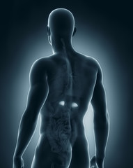 Poster - Male adrenal anatomy posterior view