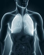 Man respiratory system anatomy anterior view