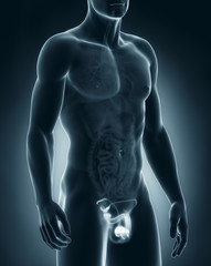 Poster - Male anatomy