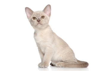 Sticker - Burmese kittens portrait