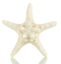 White Starfish Isolated On White