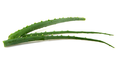 Wall Mural - Aloe vera plant isolated on white