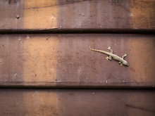 Lizard Perched On Wood Wall