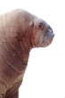 walrus portrait isolated over white