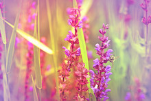 Purple Flower In Focus, Bee Out Of Focus