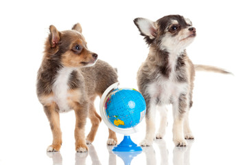 Poster - Funny puppy Chihuahua.  puppy with a  globe isolated