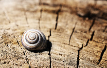 Snail House On A Wooden Background