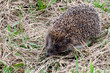 Hedgehog in a grass