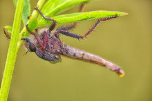 Upside Down Robber Fly