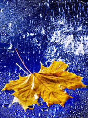 Wall Mural - autumn leaf floating on water with rain.