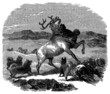 Canidae killing a Reindeer - Mort du Renne