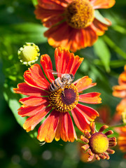 Canvas Print - honey bee sips nectar from gaillardia flower