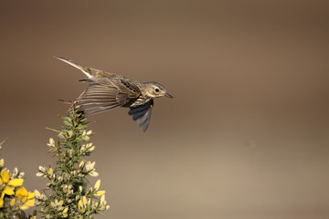 Wall Mural - Meadow pipit, Anthus pratensis