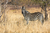 Fototapeta Sawanna - Crawshay's zebra