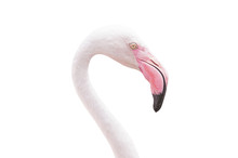 Head Flamingo  Isolated On White