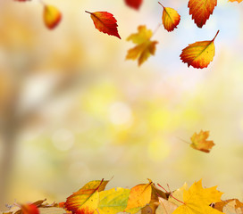 autumn leaves