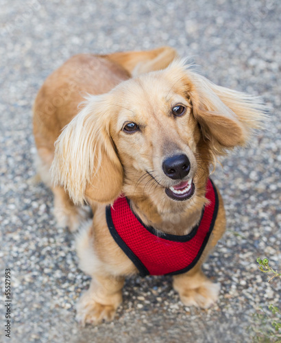 Miniature Long Haired Dachshund Buy This Stock Photo And Explore