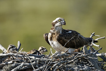 Wall Mural - Osprey, Pandion haliaetus,