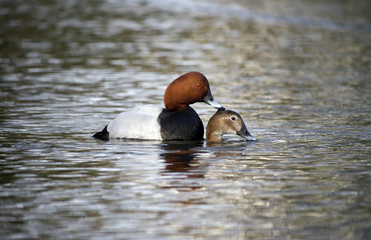 Canvas Print - Pochard, Aythya ferina